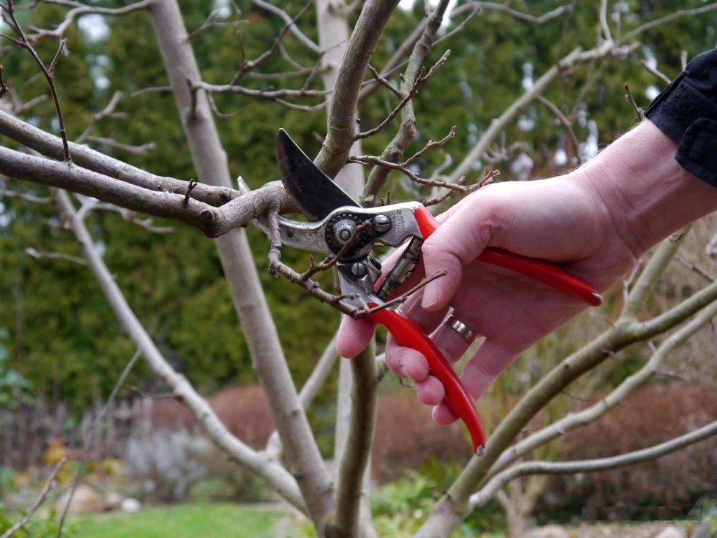 Immagine: potatura-alberi-da-frutto-forbici991