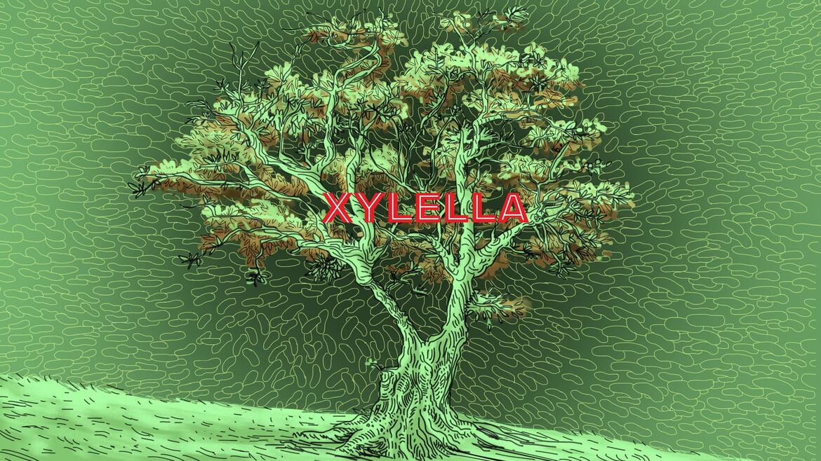 Immagine: XYLELLA21