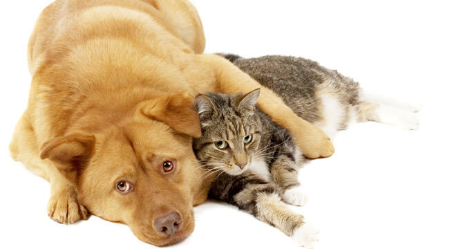 Immagine: cani_gatti634