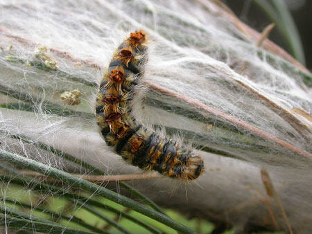 Immagine: processionaria-011188