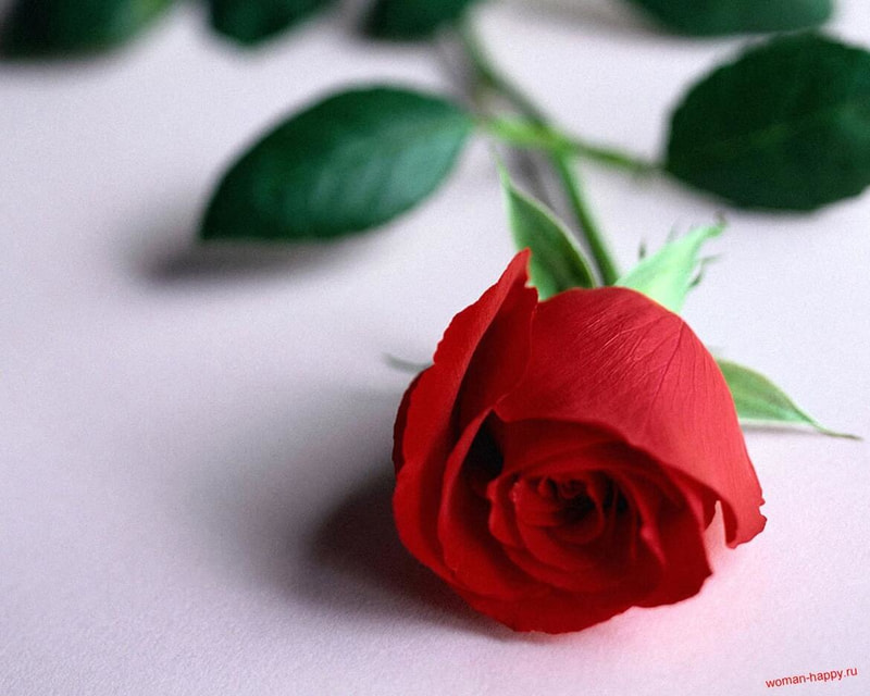 Immagine: rosa_rossa_sul_tavolo1136